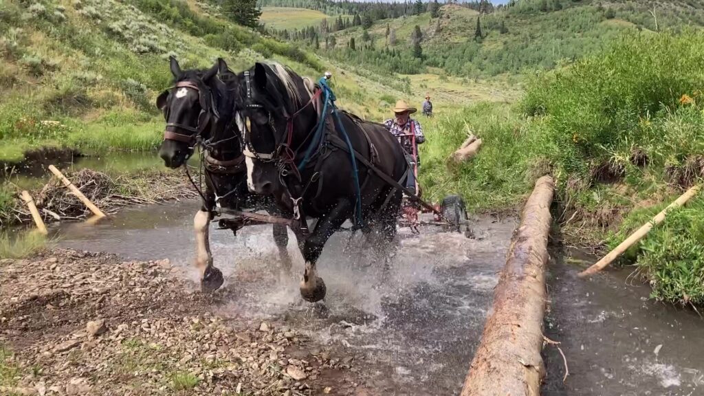 Draft horses hauling large wood into the stream during the North Fork Tincup Creek Process-Based Restoration construction.